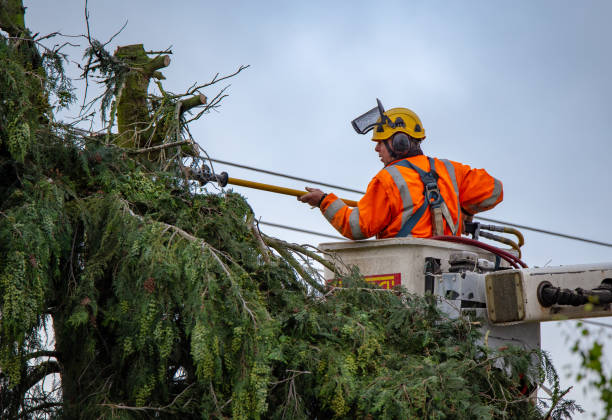 Best Tree Removal  in Roslyn, PA