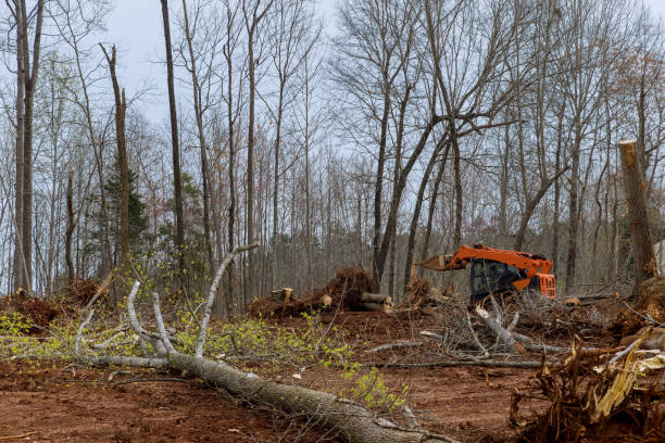 Best Root Management and Removal  in Roslyn, PA